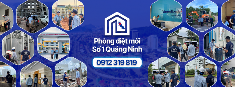 Diệt mối Phòng mối, Diệt Côn Trùng Hiệu Quả Hiệu Quả Tại Hạ Long